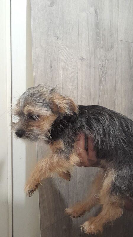 Last black and tan female yorkie available toy for sale in Telford, Shropshire - Image 3