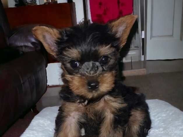 For sale Yorkshire terrier with 4 generations pedigree for sale in Scunthorpe, Lincolnshire - Image 1
