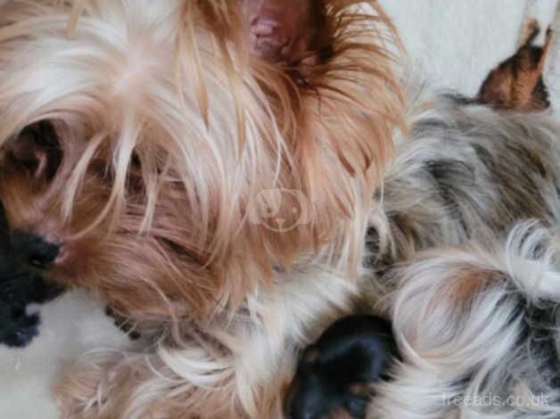For sale Yorkshire terrier with 4 generations pedigree for sale in Scunthorpe, Lincolnshire - Image 2