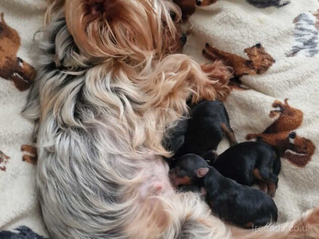 For sale Yorkshire terrier with 4 generations pedigree for sale in Scunthorpe, Lincolnshire - Image 4
