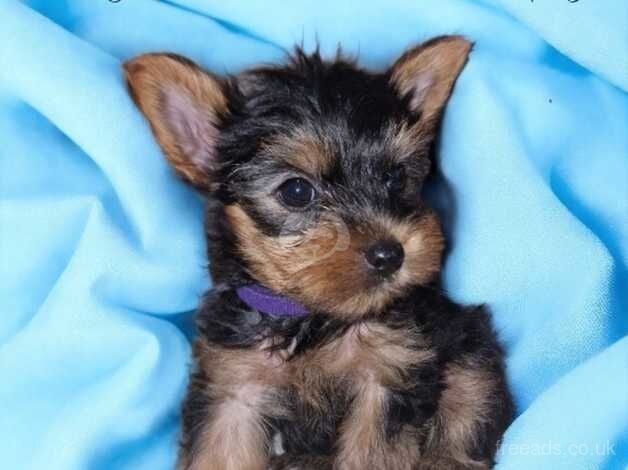 For sale Yorkshire terrier with 4 generations pedigree for sale in Scunthorpe, Lincolnshire - Image 5