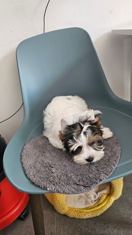 Yorkshire Terrier puppies for sale in Aylesbury, Buckinghamshire – 11 weeks old - Image 2 of 3