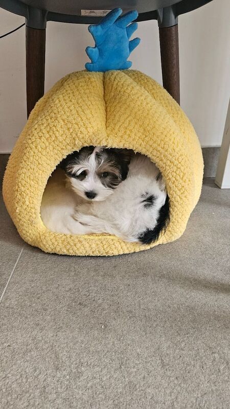 Yorkshire Terrier puppies for sale in Aylesbury, Buckinghamshire – 11 weeks old - Image 3 of 3