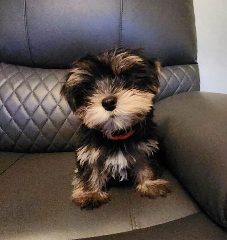 Yorkshire Terrier Puppies For Sale Under £1,000