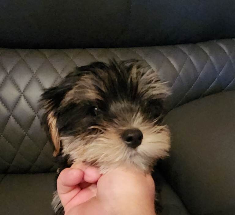 Last pup (boy) beautiful yorkshire (biewer) terrier pups - Image 2 of 6