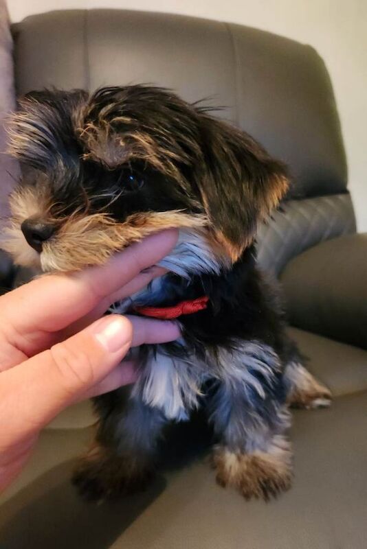 Last pup (boy) beautiful yorkshire (biewer) terrier pups - Image 3 of 6