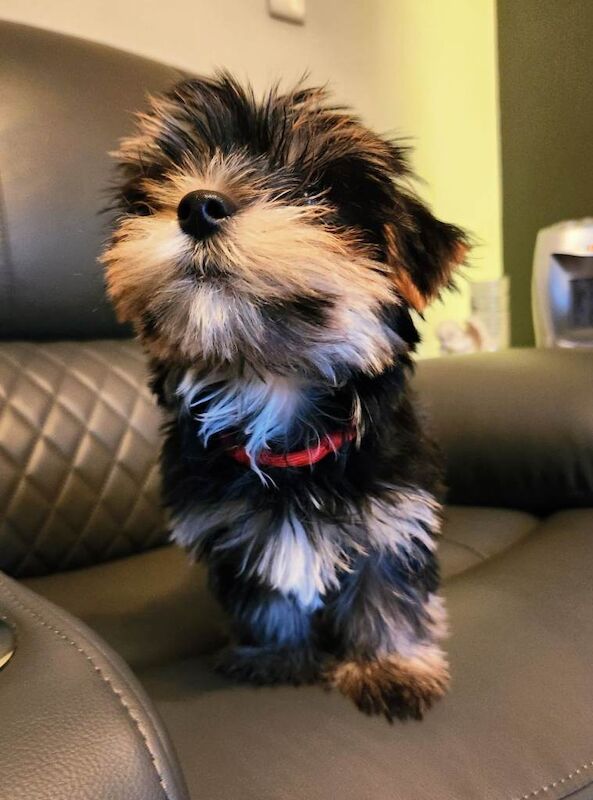 Last pup (boy) beautiful yorkshire (biewer) terrier pups - Image 5 of 6