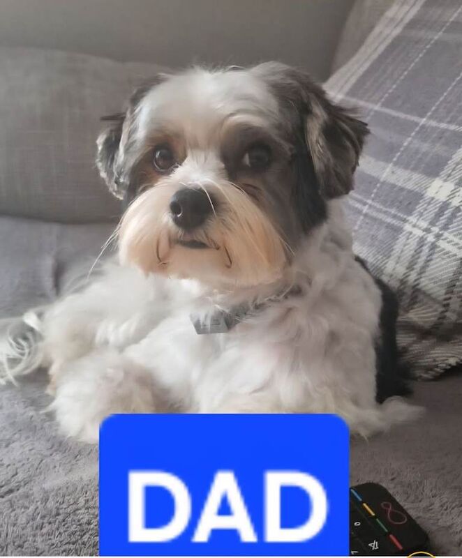 Last pup (boy) beautiful yorkshire (biewer) terrier pups - Image 6 of 6