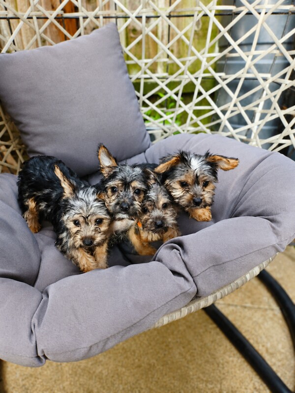 Little mini Yorkshire terrier