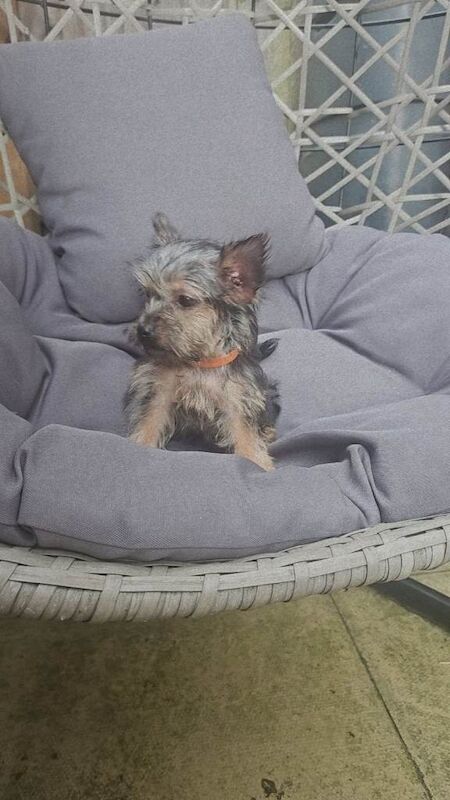 Little mini Yorkshire terrier - Image 2 of 5