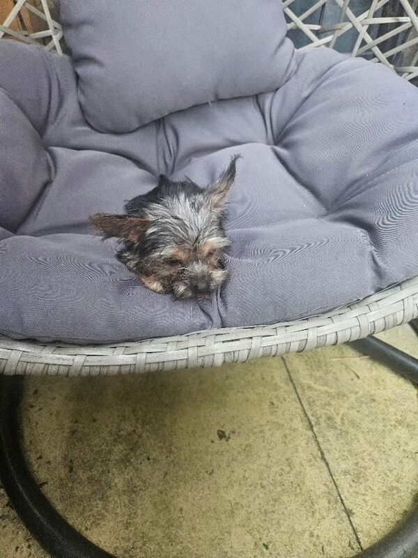 Little mini Yorkshire terrier - Image 3 of 5