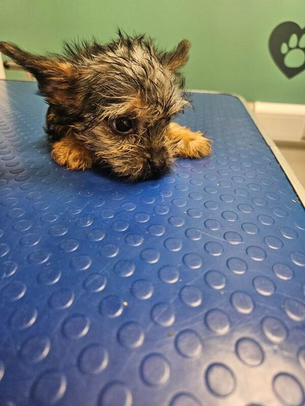Little mini Yorkshire terrier - Image 4 of 5