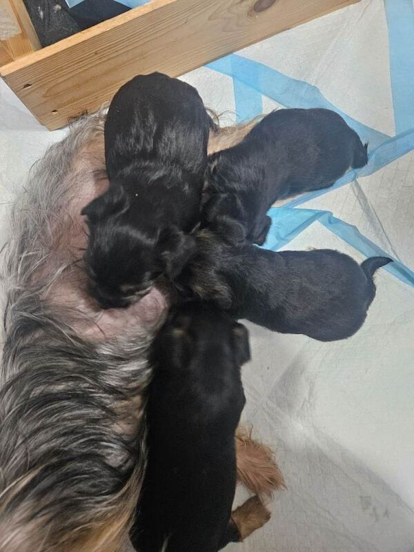 Little mini Yorkshire terrier - Image 5 of 5