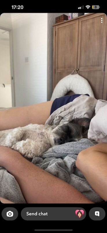 Looking for a yorkie