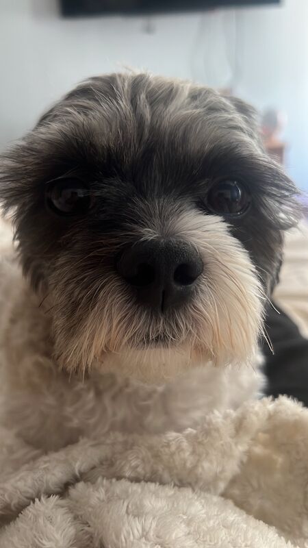 Looking for a yorkie - Image 2 of 3