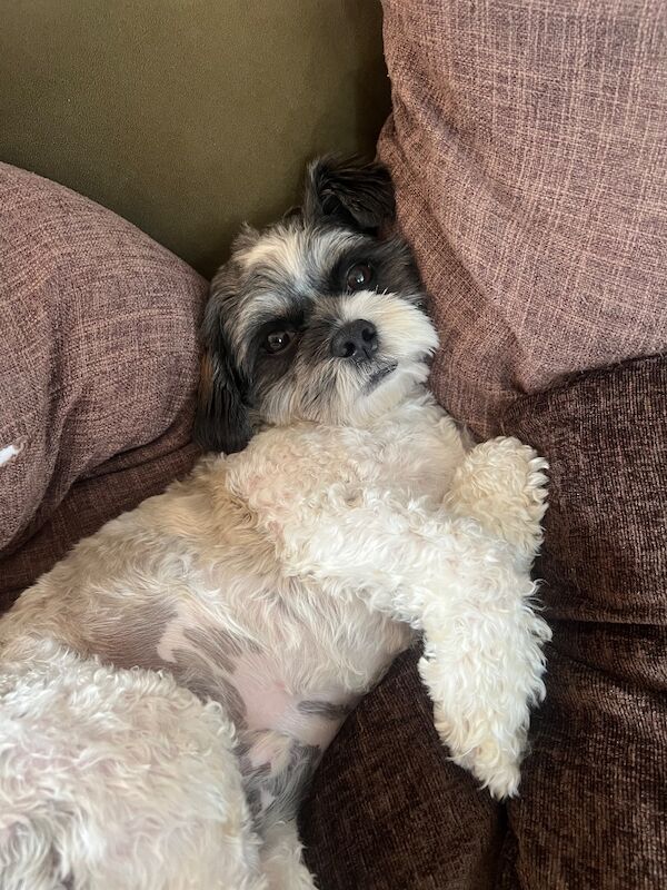 Looking for a yorkie - Image 3 of 3