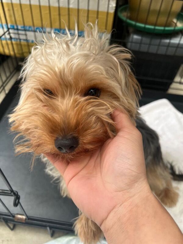 Yorkshire Terrier puppies for sale in Morden, London – 11 months old
