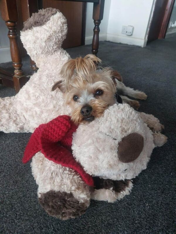 Yorkshire Terrier puppies for sale in Great Yarmouth, Norfolk – 2 years old