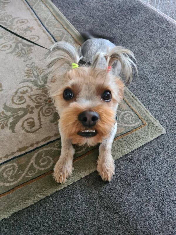 Yorkshire Terrier puppies for sale in Great Yarmouth, Norfolk – 2 years old - Image 2 of 3