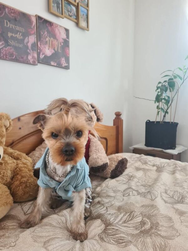 Yorkshire Terrier puppies for sale in Great Yarmouth, Norfolk – 2 years old - Image 3 of 3