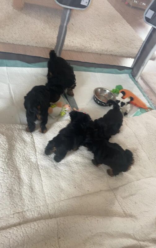Yorkshire Terrier puppies for sale in Norfolk – KC registered, 7 weeks old