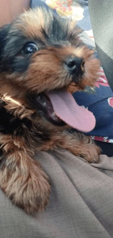 Yorkshire Terrier puppies for sale in Plymouth, Devon – 8 weeks old