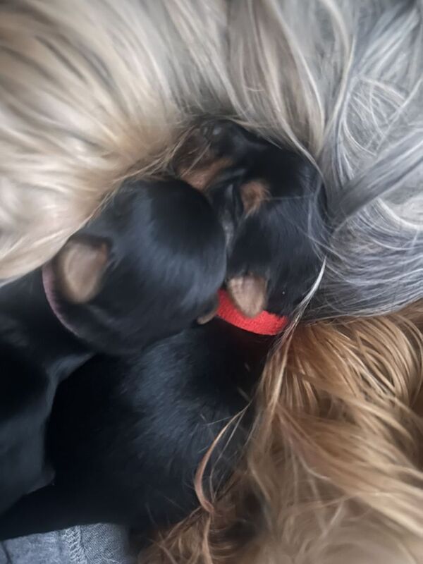 Yorkshire Terrier puppies for sale in Croydon, Greater London – 6 weeks old - Image 2 of 3