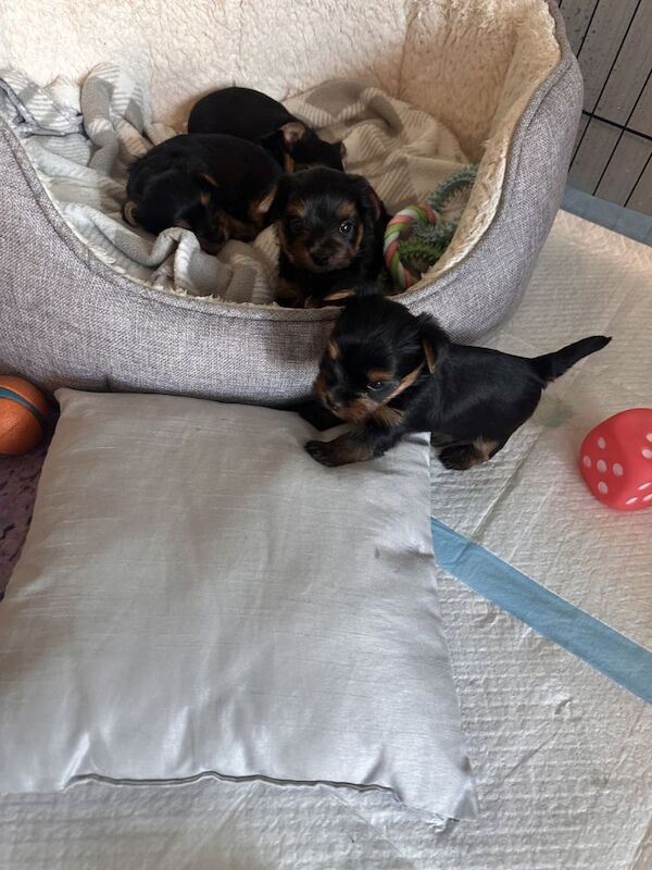 Yorkshire Terrier puppies for sale in Croydon, Greater London – 6 weeks old - Image 3 of 3