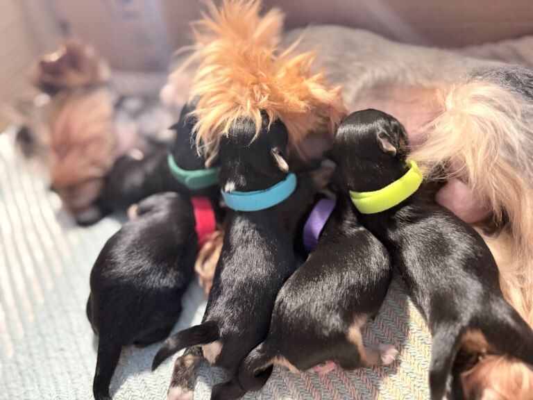 Luxury Tiny Biewer 1 girl & 1 boy left ️️