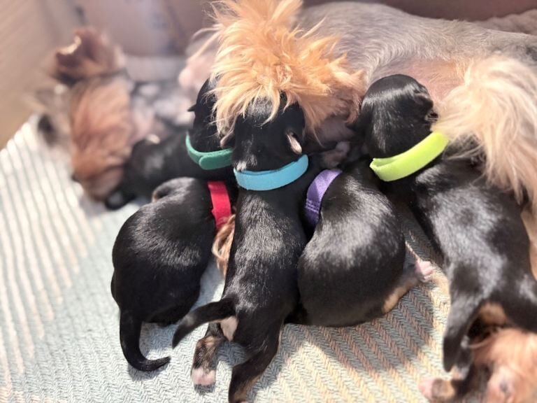 Luxury Tiny Biewer 1 girl & 1 boy left ️️ - Image 2 of 5