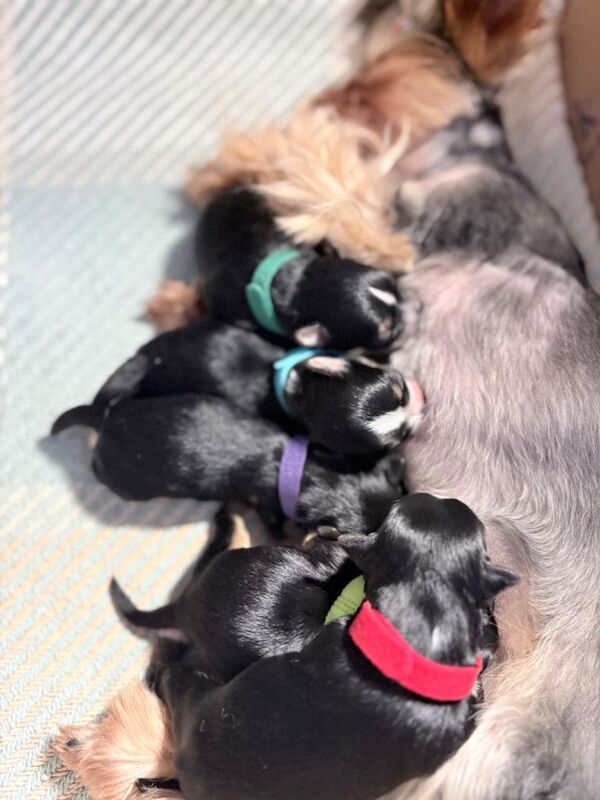 Luxury Tiny Biewer 1 girl & 1 boy left ️️ - Image 3 of 5