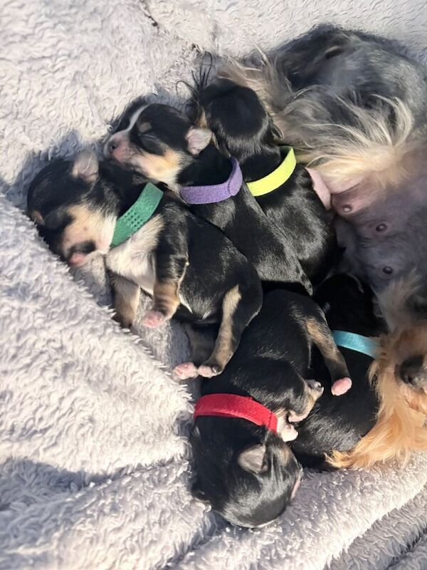 Luxury Tiny Biewer 1 girl & 1 boy left ️️ - Image 5 of 5