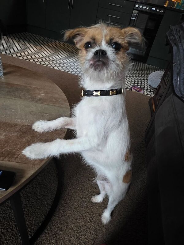 Yorkshire Terrier puppies for sale in Halifax, West Yorkshire – 7 months old