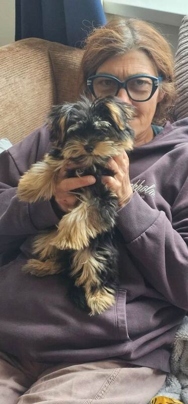 Male toy yorkie