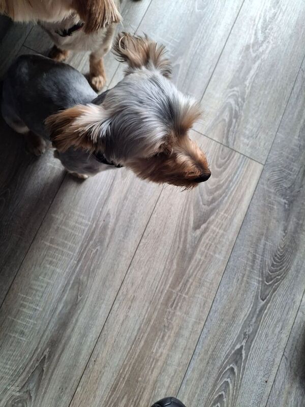 Yorkshire Terrier puppies for sale in Newtownards, County Down – 8 months old