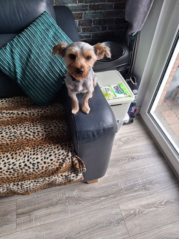 Yorkshire Terrier puppies for sale in Newtownards, County Down – 8 months old - Image 2 of 3
