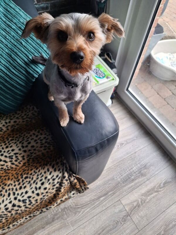 Yorkshire Terrier puppies for sale in Newtownards, County Down – 8 months old - Image 3 of 3