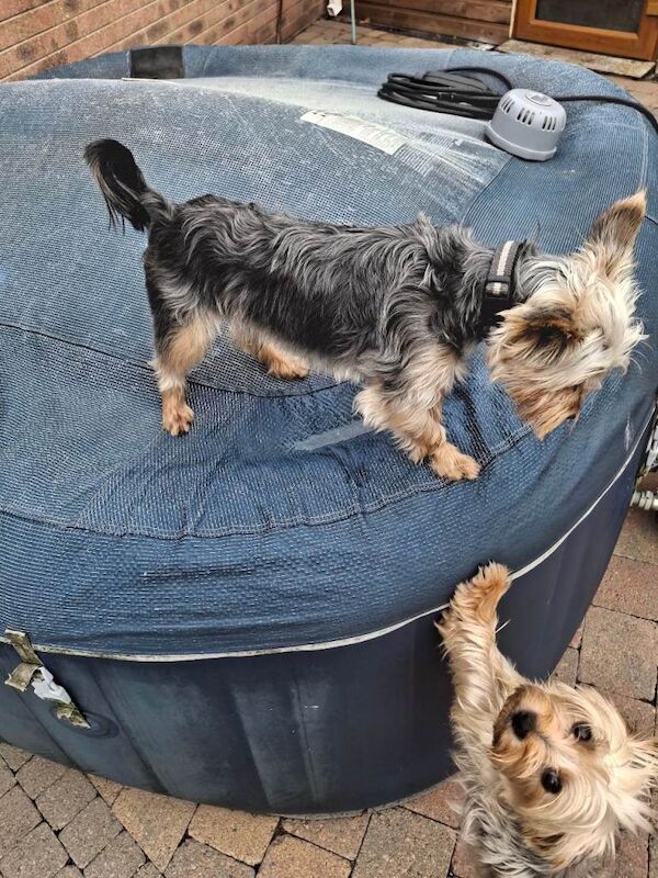 Male yorkie - Image 2 of 5