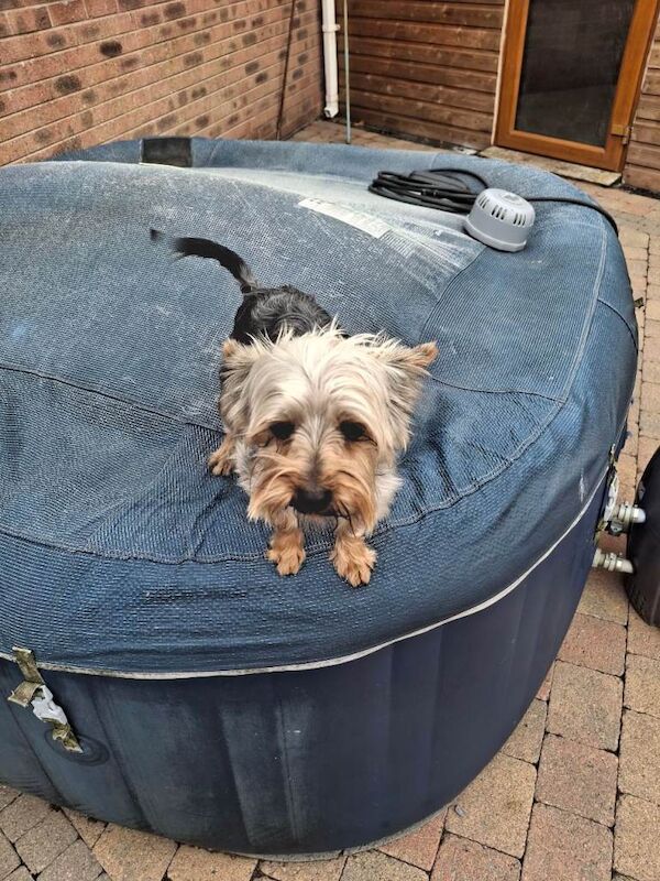 Male yorkie - Image 3 of 5