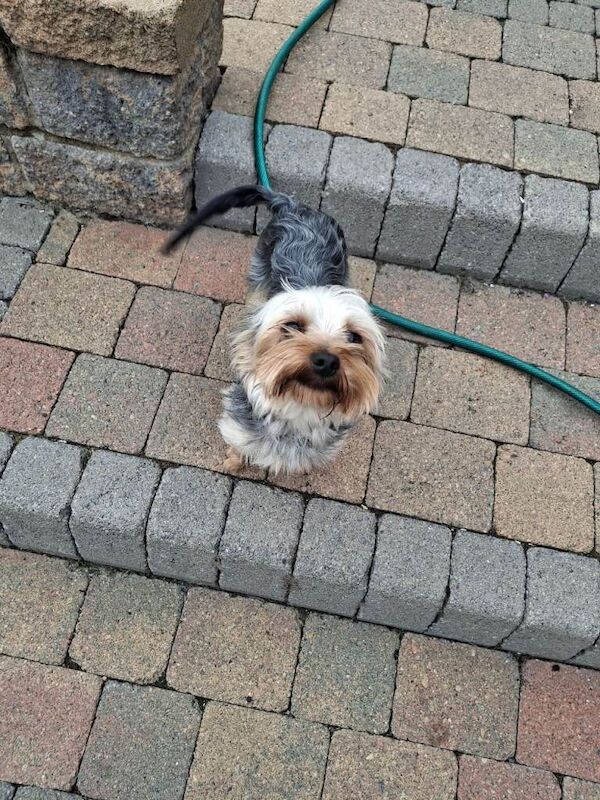 Male yorkie - Image 4 of 5