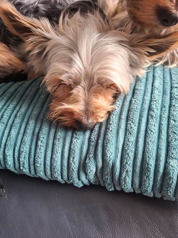 Male yorkie - Image 5 of 5