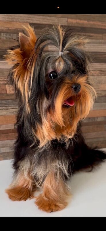 Male Yorkshire terrier 2kg