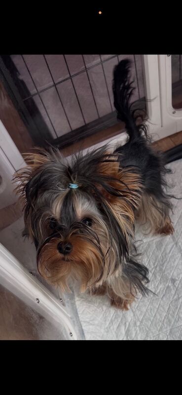 Male Yorkshire terrier 2kg - Image 2 of 3