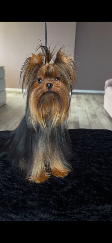 Male Yorkshire terrier 2kg - Image 3 of 3