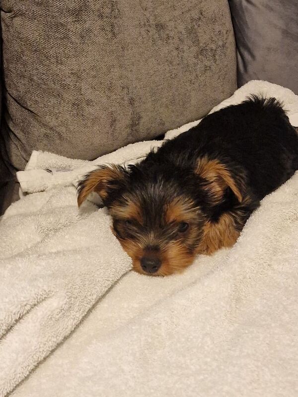 Yorkshire Terrier puppies for sale in Heathrow, London – 9 weeks old