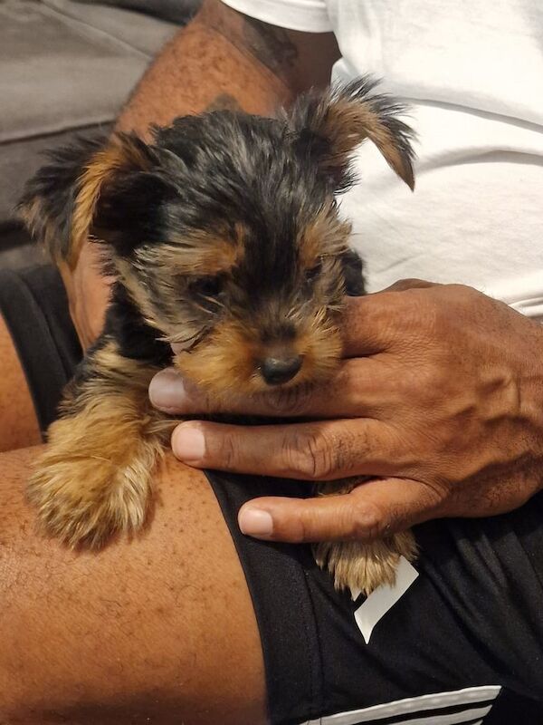 Yorkshire Terrier puppies for sale in Heathrow, London – 9 weeks old - Image 2 of 2
