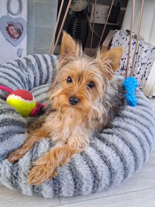 Yorkie Puppies For Sale