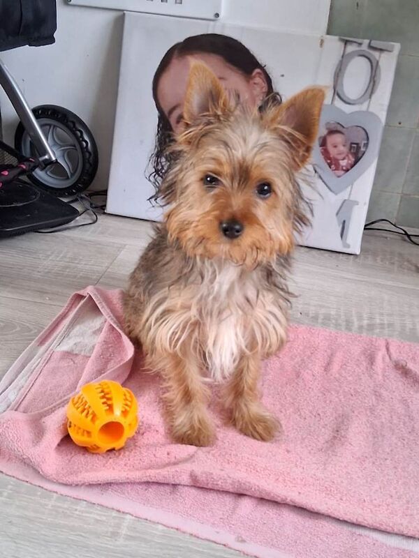 Male Yorkshire Terrier puppy for sale - Image 2 of 3