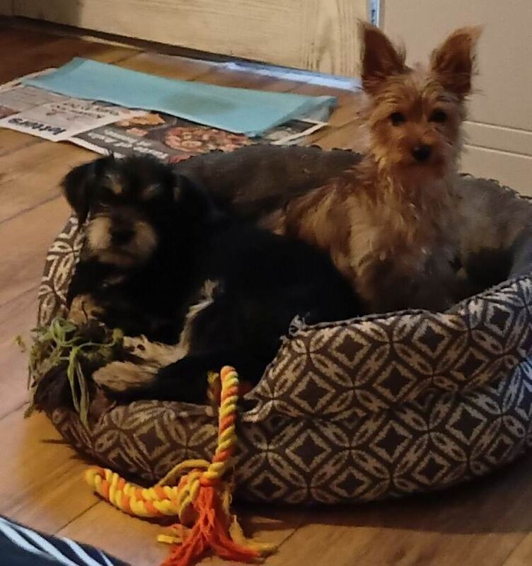 Male Yorkshire Terrier puppy for sale - Image 3 of 3