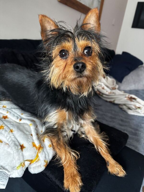 Millie looking for her forever home